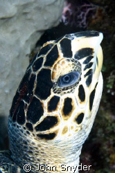 Turtle - eyeing the photographer. Nikon D70 60MM Macro by John Snyder 